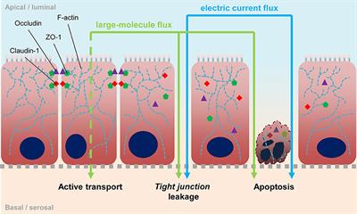 Giardia's Epithelial Cell Interaction In Vitro: Mimicking Asymptomatic Infection?